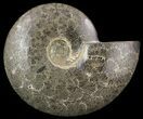 Polished Ammonite Fossil - Suture Pattern Exposed #51868-1